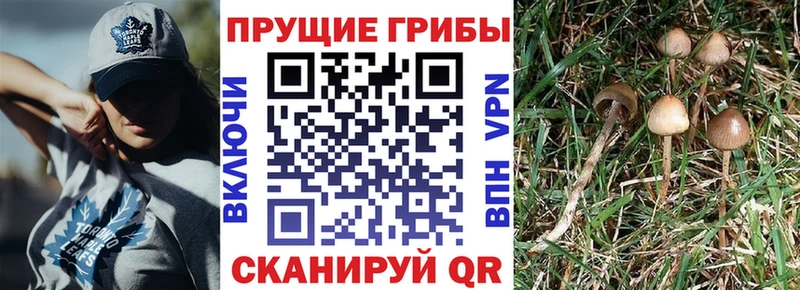 Псилоцибиновые грибы Psilocybe  Светлый 